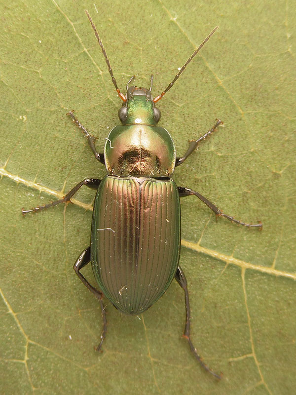 Carabidae: Poecilus cupreus ?  S !